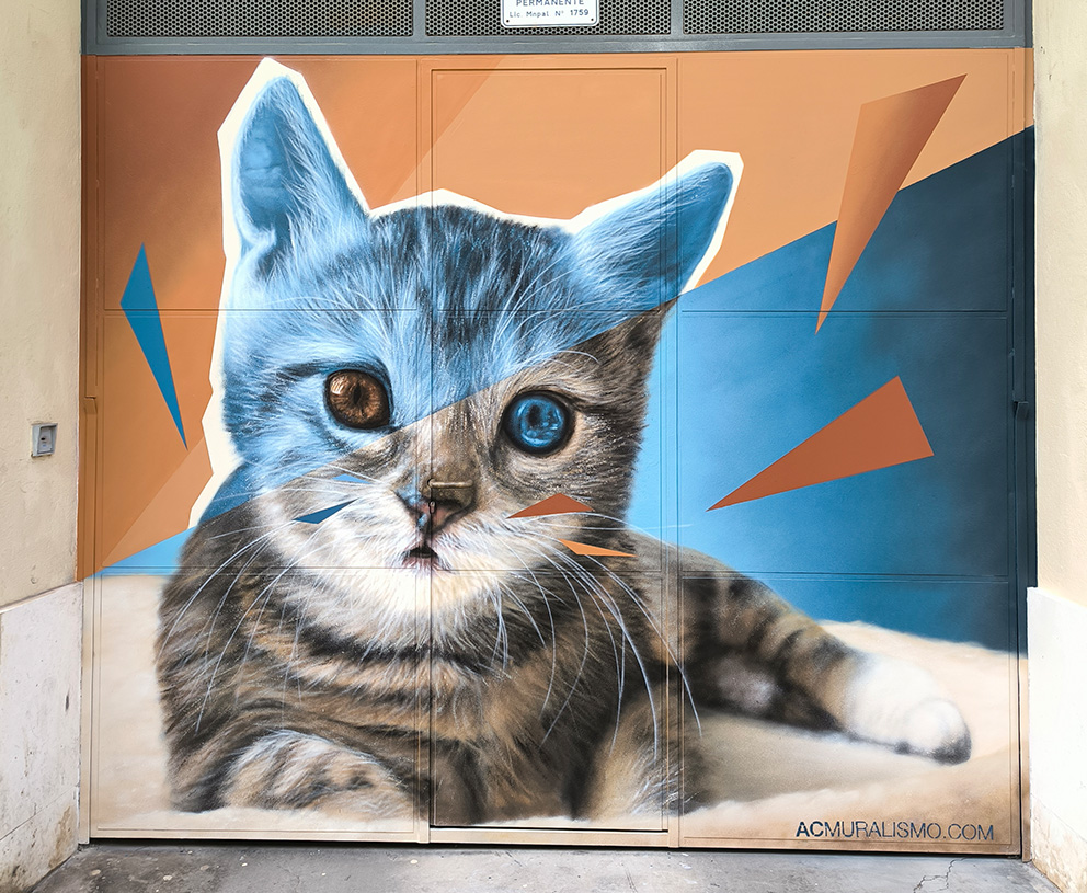 Gato - Karim